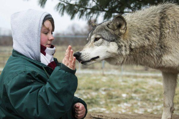 Intern Alexandra Black pets Niko the wolf at Wolf Park in Battle Ground, Ind., in Dec. 2018. (Monty Sloan/Wolf Park via AP)