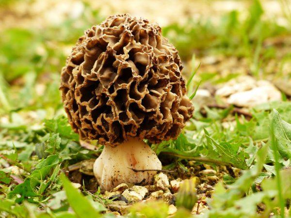 A morel mushroom grows out of the grass. (Pixabay)