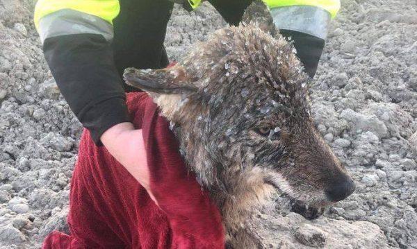 The wolf is warmed up after being rescued from the Sindi dam in Estonia on Feb. 20, 2019. (EUPA)