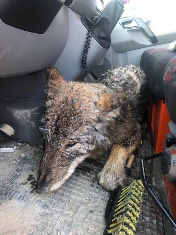 The wolf is put in a car after being rescued from the Sindi dam in Estonia on Feb. 20, 2019. (EUPA)