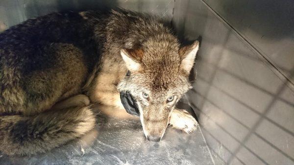 The wolf is held inside a cage after being rescued from the Sindi Dam in Estonia on Feb. 20, 2019. (EUPA)