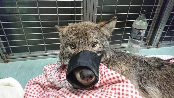 The wolf at the clinic after being rescued from the Sindi dam in Estonia on Feb. 20, 2019. (EUPA)