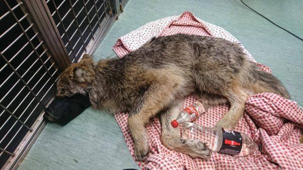 The wolf recovers at the clinic after being rescued from the Sindi dam in Estonia on Feb. 20, 2019. (EUPA)