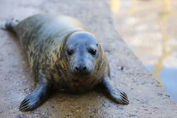 Baby seal. (Matt Cardy/Getty Images)