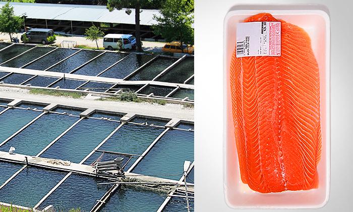 Farmed Salmon: Does Cheaper Fish Come With Increased Risk of Cancer?