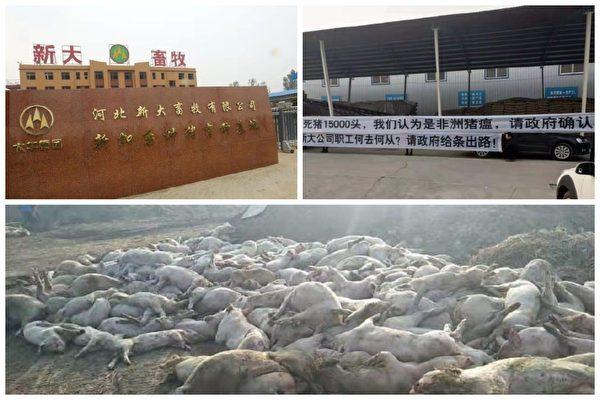 More than 15,000 pigs died in Dawu Xinda farm in China on  Jan. and Feb. of 2019. (Weibo)