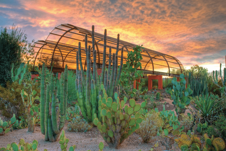 The Sybil B. Harrington Cactus and Succulent Gallery at the Desert Botanical Garden. (Courtesy of Experience Scottsdale)