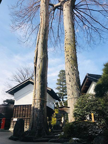 Several hundred-year-old trees inside a sakagura. (The Epoch Times)