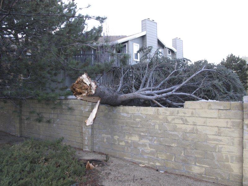 High winds from a fierce winter storm snapped a tree that broke the top of a wall at an apartment complex in Sparks, Nev., on Feb. 25, 2019. (Scott Sonner/AP Photo).