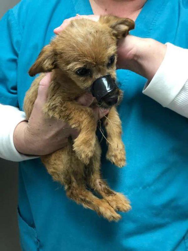 The puppy's muzzle had been sealed shut with tape (Photo courtesy of <a href="https://www.facebook.com/Griffith-Animal-Hospital-228490937200372/">Griffith Animal Hospital</a>)