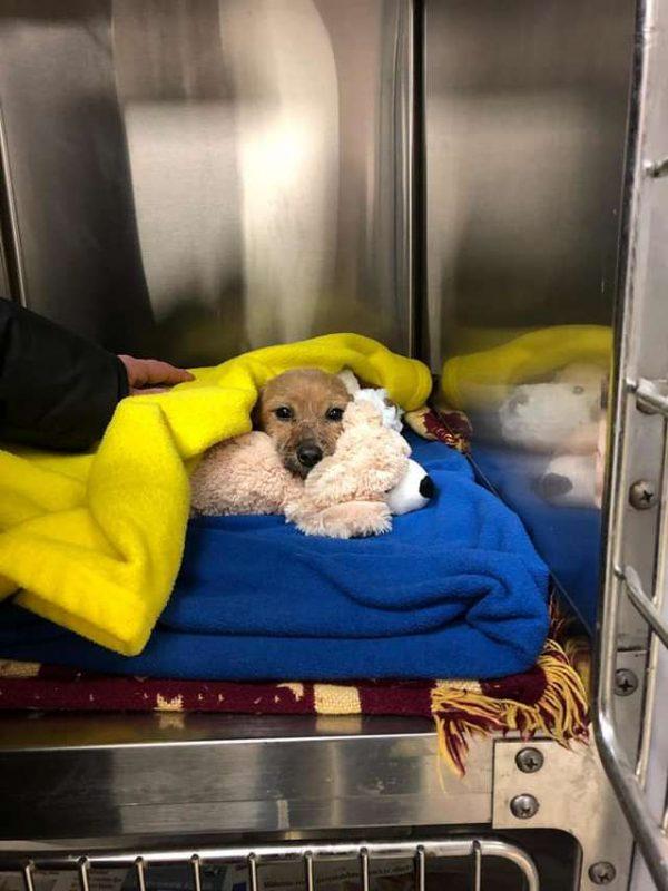 After treatment, the terrified puppy was bundled up with comforting blankets to recover (Photo courtesy of <a href="https://www.facebook.com/Griffith-Animal-Hospital-228490937200372/">Griffith Animal Hospital</a>)