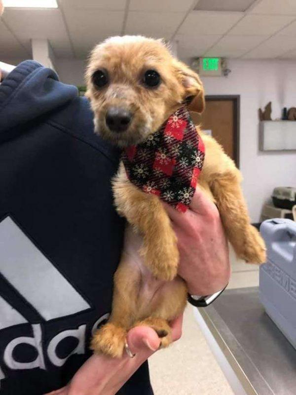 Little Louie, adopted by the Wittings, is finally safe and sound (Photo courtesy of <a href="https://www.facebook.com/Griffith-Animal-Hospital-228490937200372/">Griffith Animal Hospital</a>)