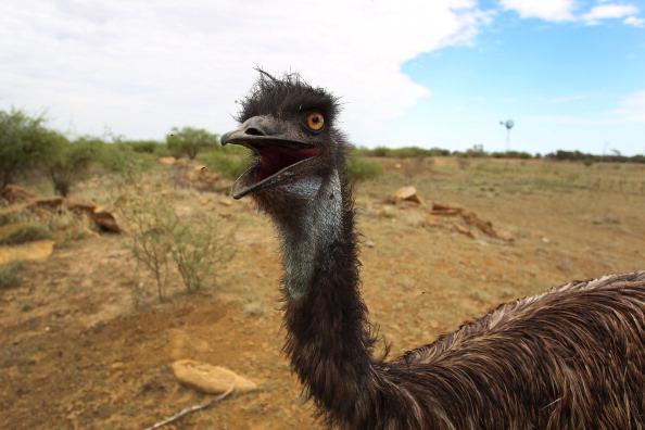 Police Capture Emu That’s Been on the Run in Pennsylvania