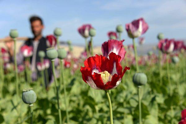FILE—A farmer standing in a blooming poppy field on the outskirts of Jalalabad in Nangarhar Province, Afghanistan, on April 12, 2014. (Noorullah Shirzada/AFP/Getty Images)