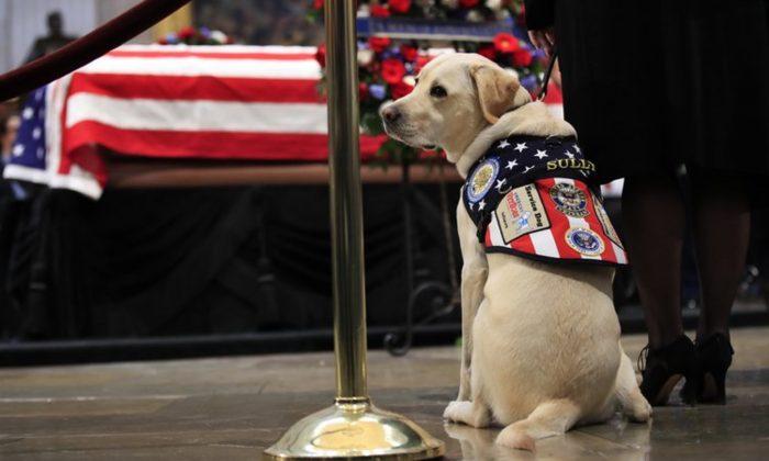 Sully the Service Dog Has New Role Helping Wounded Vets