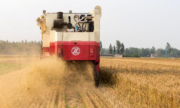 US Wins WTO Ruling on Chinese Grains