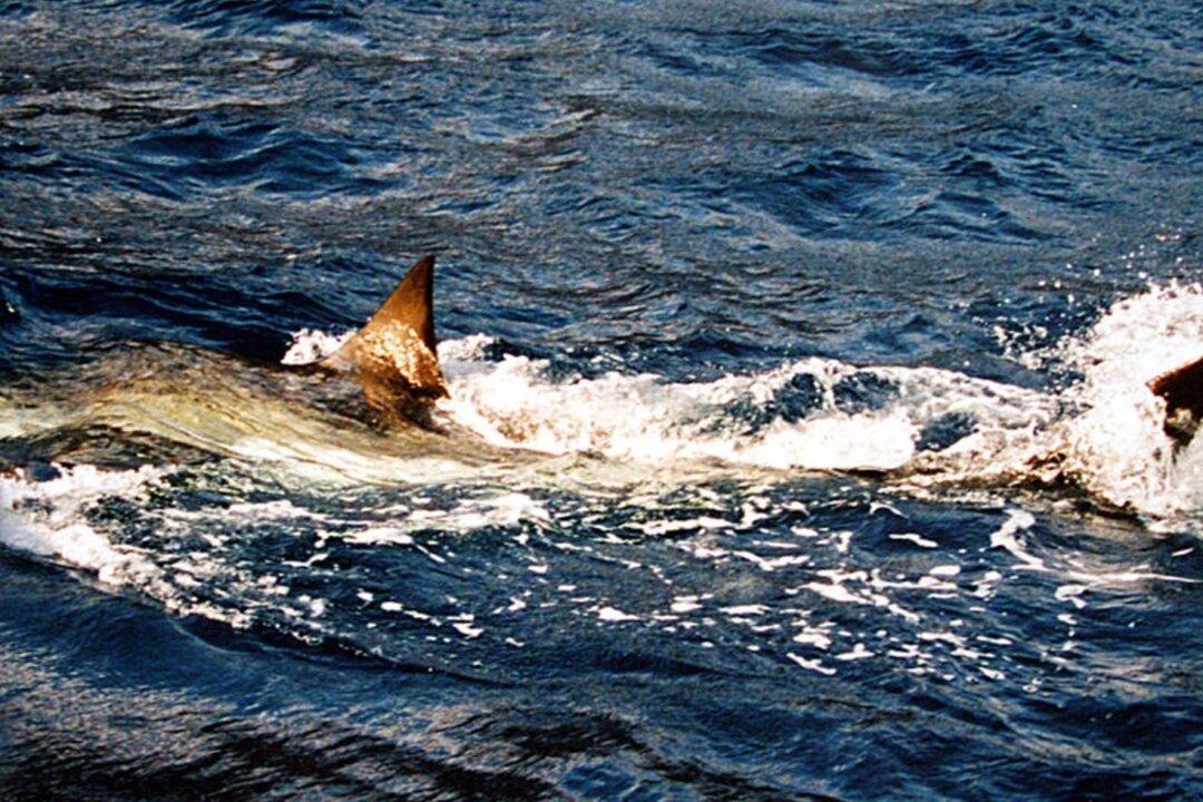 Florida Fishermen Catch Rare Great White Shark, Release It Back Into Ocean