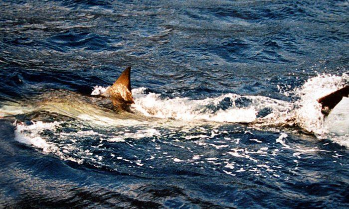 Florida Fishermen Catch Rare Great White Shark, Release It Back Into Ocean