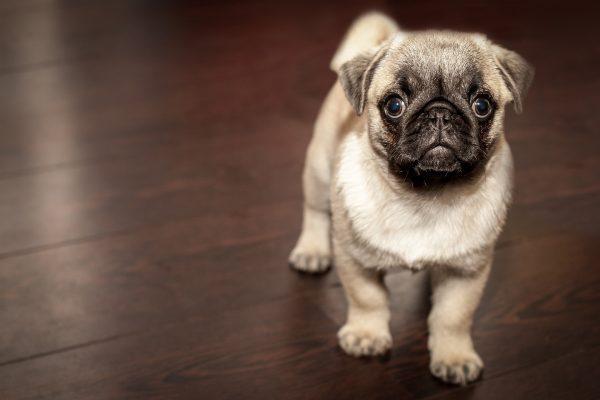 A young pug. Year-old pugs can fetch up to 2,000 Euros in Germany. (Pixabay)