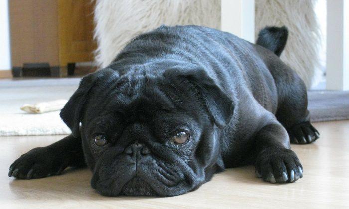 Town Seizes Pug Over Unpaid Taxes, Sells It on Ebay, Now Faces Lawsuit