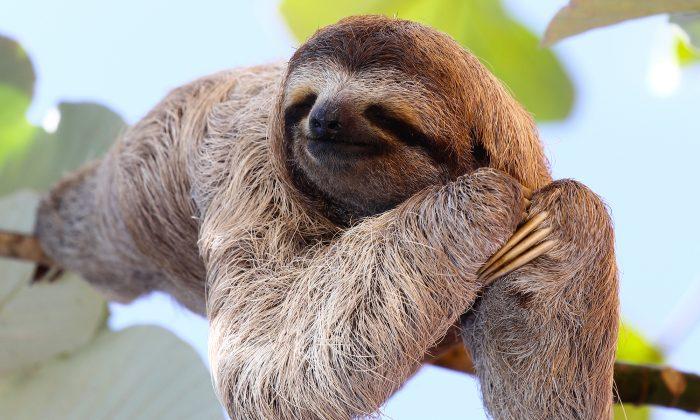 Couple Believes Tiny Furry Sloth on Costa Rican Shore Is Lifeless, Until They Get Closer