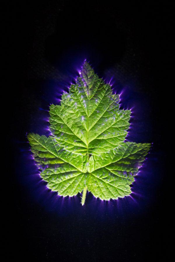 Kirlian image of a plant (FOTOVALE/Shutterstock)