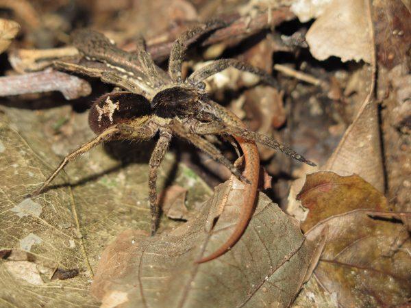 A wandering spider preying on a lizard. (Mark Cowan, in Amphibian & Reptile Conservation)