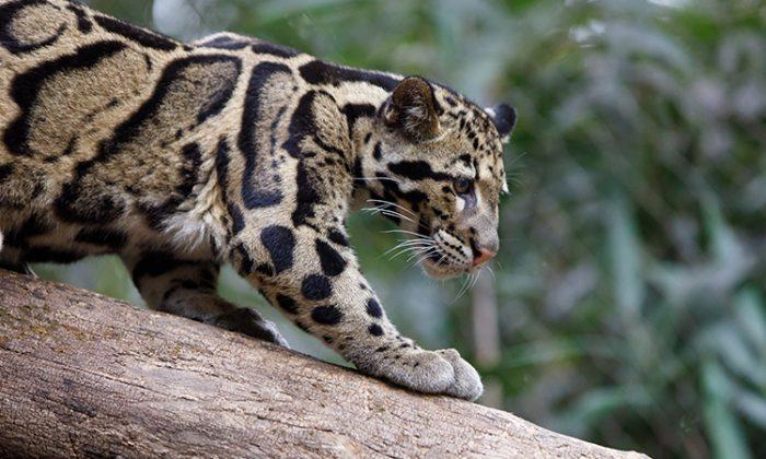 Extinct' Taiwanese Leopard Spotted By Villagers for 1st Time Since Disappearing in 1983