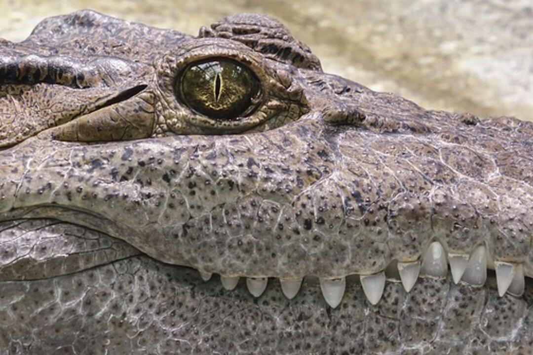 Wildlife Biologist Discovers Massive 700-Pound Alligator in Georgia