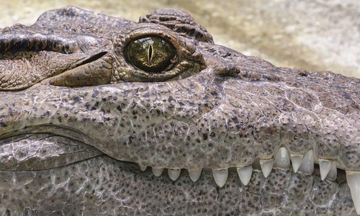 Wildlife Biologist Discovers Massive 700-Pound Alligator in Georgia