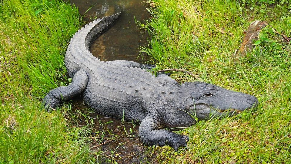 Stock image of an alligator (Pixabay)