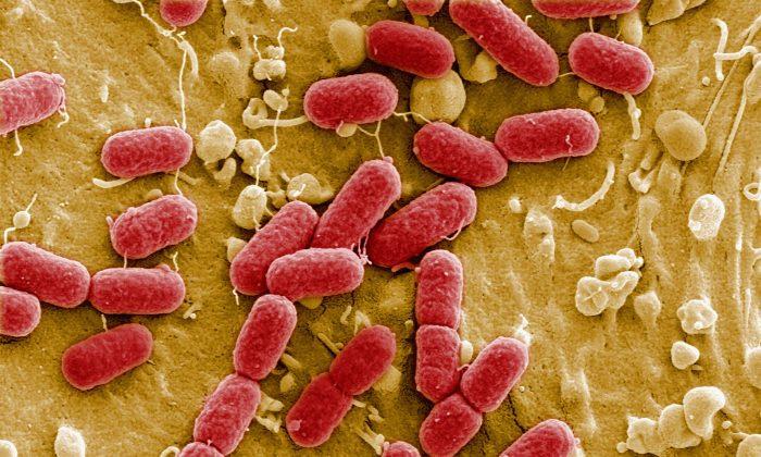 Ontario Researchers Discover How Bacteria Become Resistant to Antibiotics