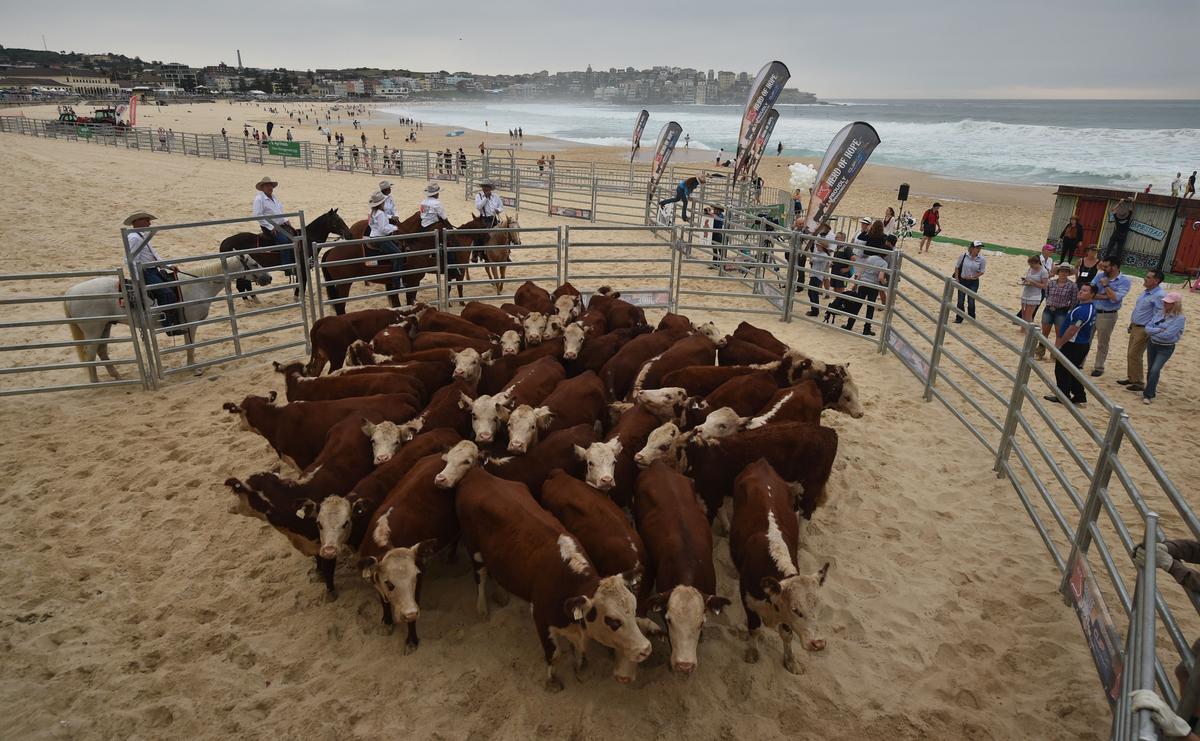 Cows gather together after being released from a cattle truck onto Bondi Beach in Sydney on Mar. 16, 2018. (Peter Parks/AFP/Getty Images)