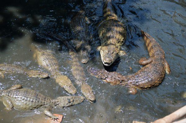 Several broad-snouted caimans (Caiman latirostris) swim in a ditch that goes through the built-up area in the Tereirao shantytown in Recreio dos Bandeirantes, western Rio de Janeiro, Brazil, on Jan. 29, 2015. (Vanderlei Almeida/AFP/Getty Images)