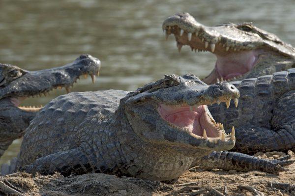 A group of caimans (Caiman yacare) rest on one of the banks of the Paraguay River, in Cáceres, Brazil, the gateway to the Pantanal, on Aug. 26, 2014. (Nelson Almeida/AFP/Getty Images)