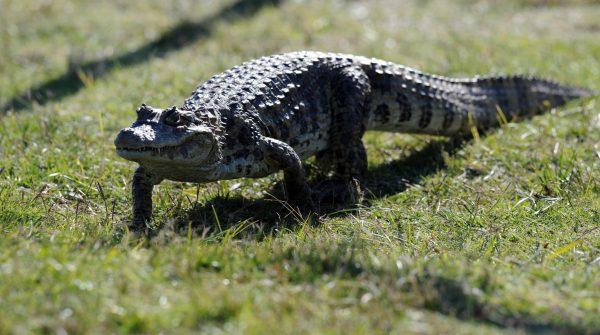 A broad-snouted caiman (Caiman latirostris) heads to the water on May 23, 2008. (Miguel Rojo/AFP/Getty Images)