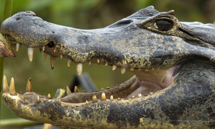 Feds Charge 75 Over Puerto Rico Drug Gang That Fed Victims to Pet Caimans