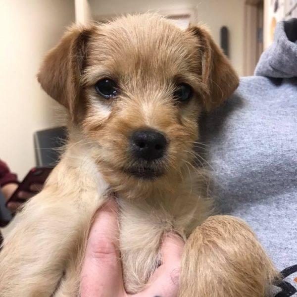 This puppy had a good day after surgery to remove nearly 50 ingested bones, but his health declined over the weekend, the SPCA said. (Sacramento SPCA)