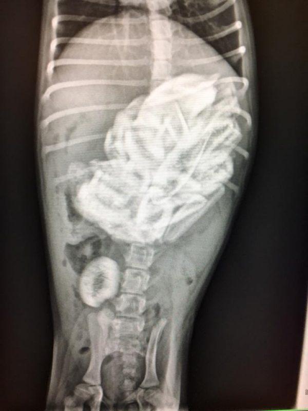 An x-ray shows the ribs inside the puppy. (Sacramento SPCA)