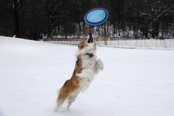 A dog named Jelly leaps for a frisbee while playing in Brooklyn's Prospect Park in New York, on March 4, 2019. (Mark Lennihan/AP Photo)