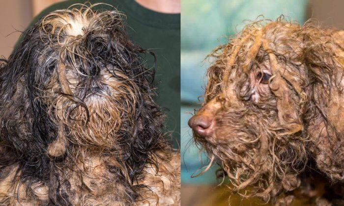 Rescuers Help Save 630 Dogs, ‘Heavily Matted and Covered in Feces’ From a Puppy Mill