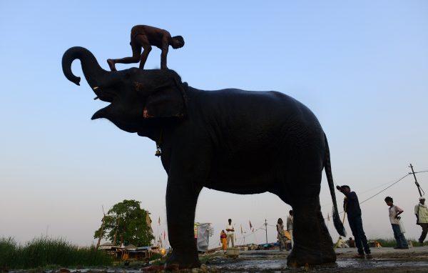 An Indian mahout washes his elephant on a roadside in Allahabad, on June 9, 2015. (Sanjay Kanojia/AFP/Getty Images)