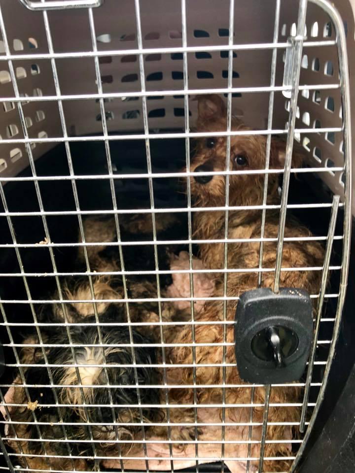 Rescue dogs in the condition they were found. (Pics courtesy Nassau Humane Society)