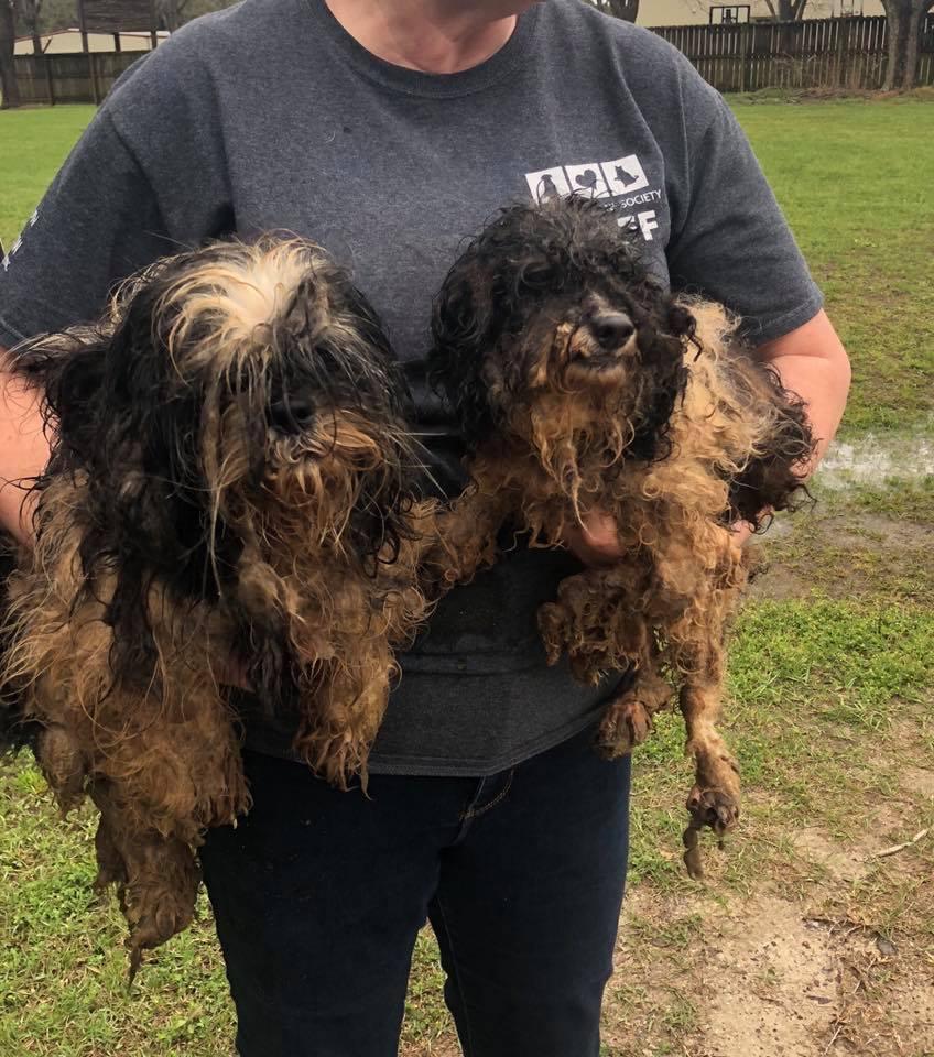 Rescued dogs at Nassau Humane Society. (Pic courtesy Nassau Humane Society)