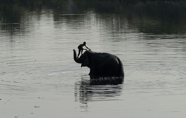 An Indian mahout washes his elephant in the Yamuna River in New Delhi on April 3, 2018. (Sajjad Hussain/AFP/Getty Images)
