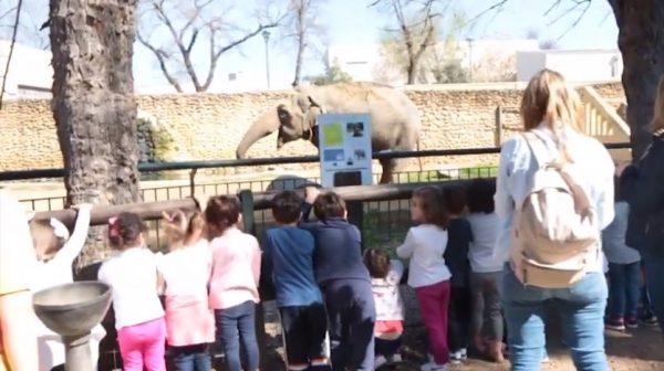 Flavia, dubbed 'the world's saddest elephant' has died at a zoo in Cordoba, Spain. (city of Cordoba)
