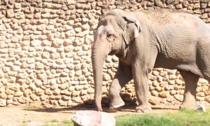 World’s ‘Saddest’ Elephant Dies In Solitary Confinement at Spanish Zoo
