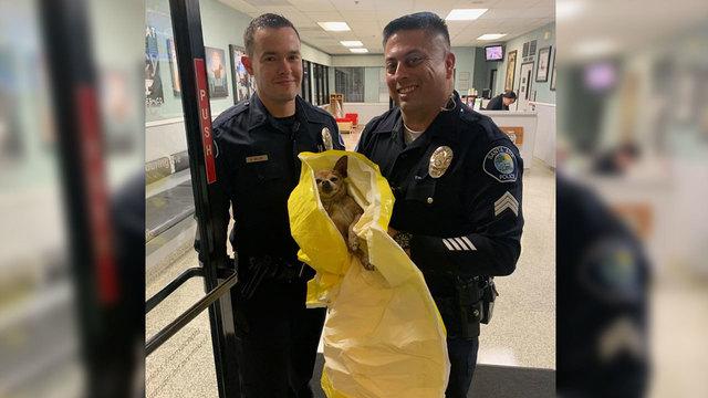 Ex-Felon Arrested After Family’s Missing Chihuahua Bound With Wire and Beaten
