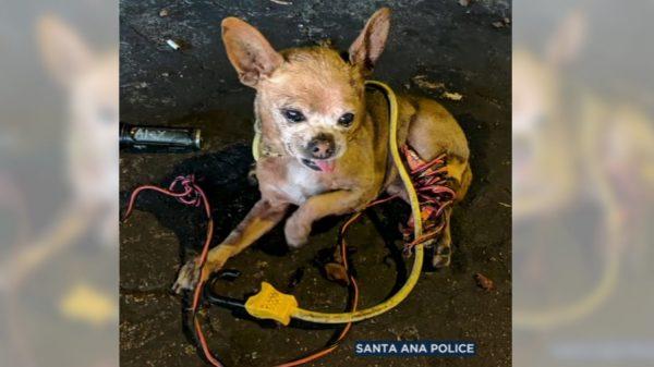 When responding officers found the little dog, it was tied up with bungee cords and wires and had multiple injuries. (Santa Ana Police Department)