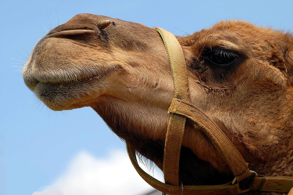 Stock image of a camel. (Logga Wiggler/Pixabay)